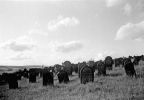 Gemeinde Schöntal: Ansicht des Judenfriedhofs von 1910